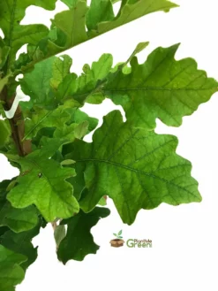 Plant Me Green Oak - Bur