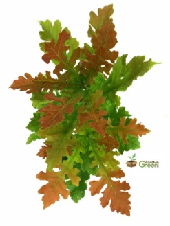 Plant Me Green Oak - Bur