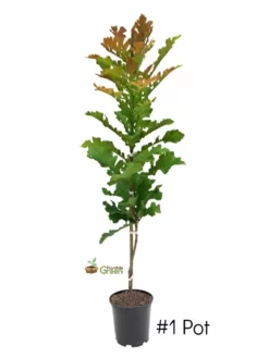 Plant Me Green Oak - Bur