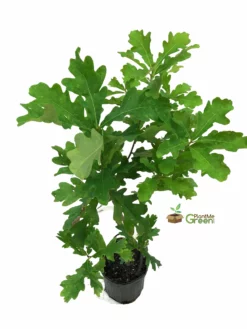 SN Oak - White SHADE COLLECTION