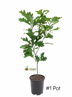 SN Oak - White SHADE COLLECTION