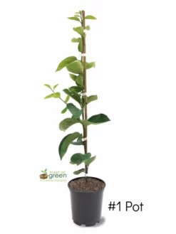 SN Persimmon Trees - Nikita's Gift (Astringent)