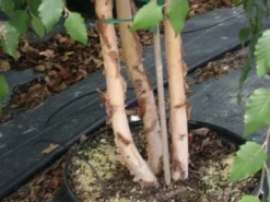 SN River Birch - Dura Heat