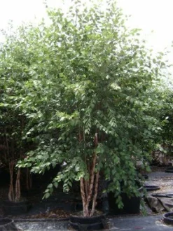 SN River Birch - Dura Heat