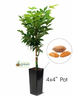 SN Pecan Trees - Ellis (Type 2)