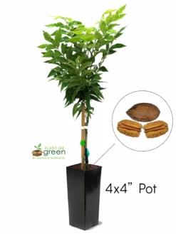 SN Pecan Trees - Gloria Grande (Type 2) NUT COLLECTION