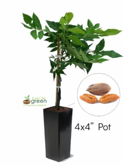 SN Pecan Trees - Oconee (Type 1)