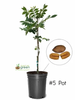 SN Pecan Trees - Gloria Grande (Type 2) NUT COLLECTION