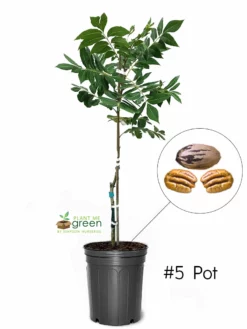 SN Pecan Trees - Candy (Type 2) NUT COLLECTION