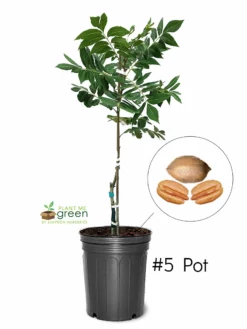 SN Pecan Trees - Kanza (Type 2)