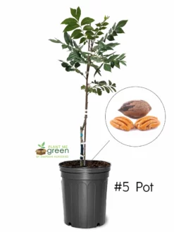 SN NUT COLLECTION Pecan Trees - Cape Fear (Type 1)