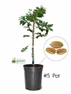 SN Pecan Trees - Lakota (Type 2)