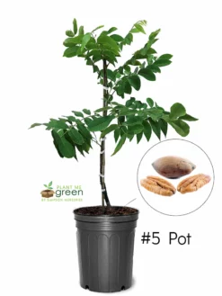 SN Pecan Trees - Creek (Type 1)