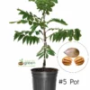 SN NUT COLLECTION Pecan Trees - Elliot (Type 2)