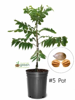 SN NUT COLLECTION Pecan Trees - Elliot (Type 2)