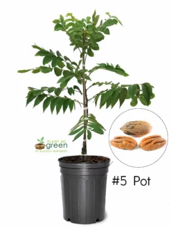 SN NUT COLLECTION Pecan Trees - Pawnee (Type 1)