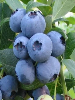 SN Blueberries Blueberry - Alapaha (Rabbit Eye)