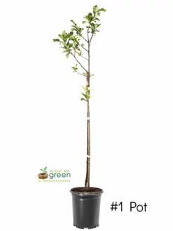 Plant Me Green Plum Trees - AU Rosa