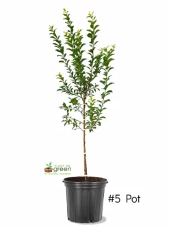 Plant Me Green Plum Trees - AU Rosa