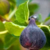 SN FRUIT COLLECTION Fig Trees - Black Mission