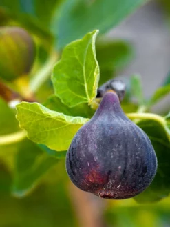 SN FRUIT COLLECTION Fig Trees - Black Mission