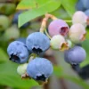 SN Blueberries Blueberry - Alapaha (Rabbit Eye)