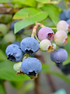 SN Blueberries Blueberry - Alapaha (Rabbit Eye)