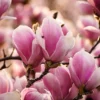 SN FLOWERING COLLECTION Magnolia - Alexandrina (Japanese)