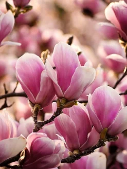 SN FLOWERING COLLECTION Magnolia - Alexandrina (Japanese)