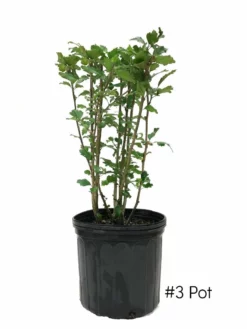 SN Althea - Double Purple FLOWERING COLLECTION