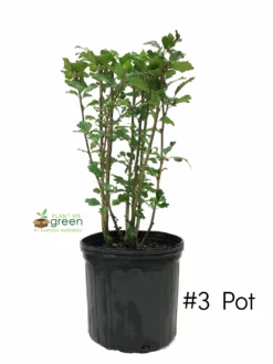 SN Althea - Double White