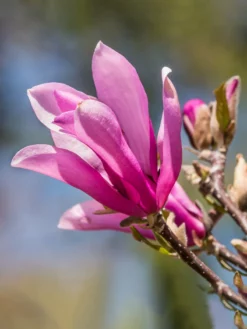 SN Magnolia - Ann (Japanese)