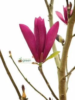 SN Magnolia - Ann (Japanese)