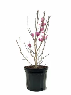 SN Magnolia - Ann (Japanese)