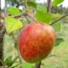 SN Apple Trees - Anna FRUIT COLLECTION