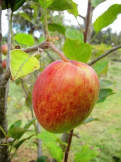 SN Apple Trees - Anna FRUIT COLLECTION