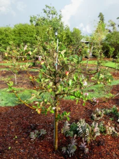 SN Apple Trees - Anna FRUIT COLLECTION