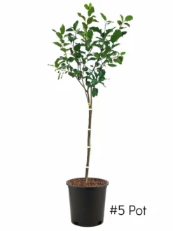 SN Apple Trees - Anna FRUIT COLLECTION