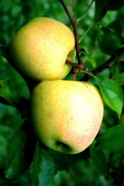 SN Apple Trees - Dorsett Gold