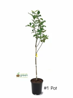 SN Apple Trees - Ein Shemer