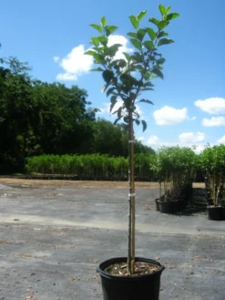 SN Apple Trees - Dorsett Gold
