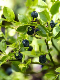 SN Blueberry - Austin (Rabbit Eye)