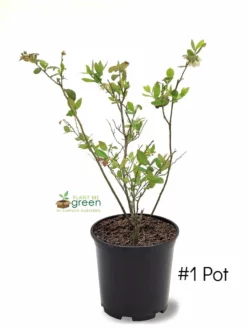 SN Blueberry - Austin (Rabbit Eye)