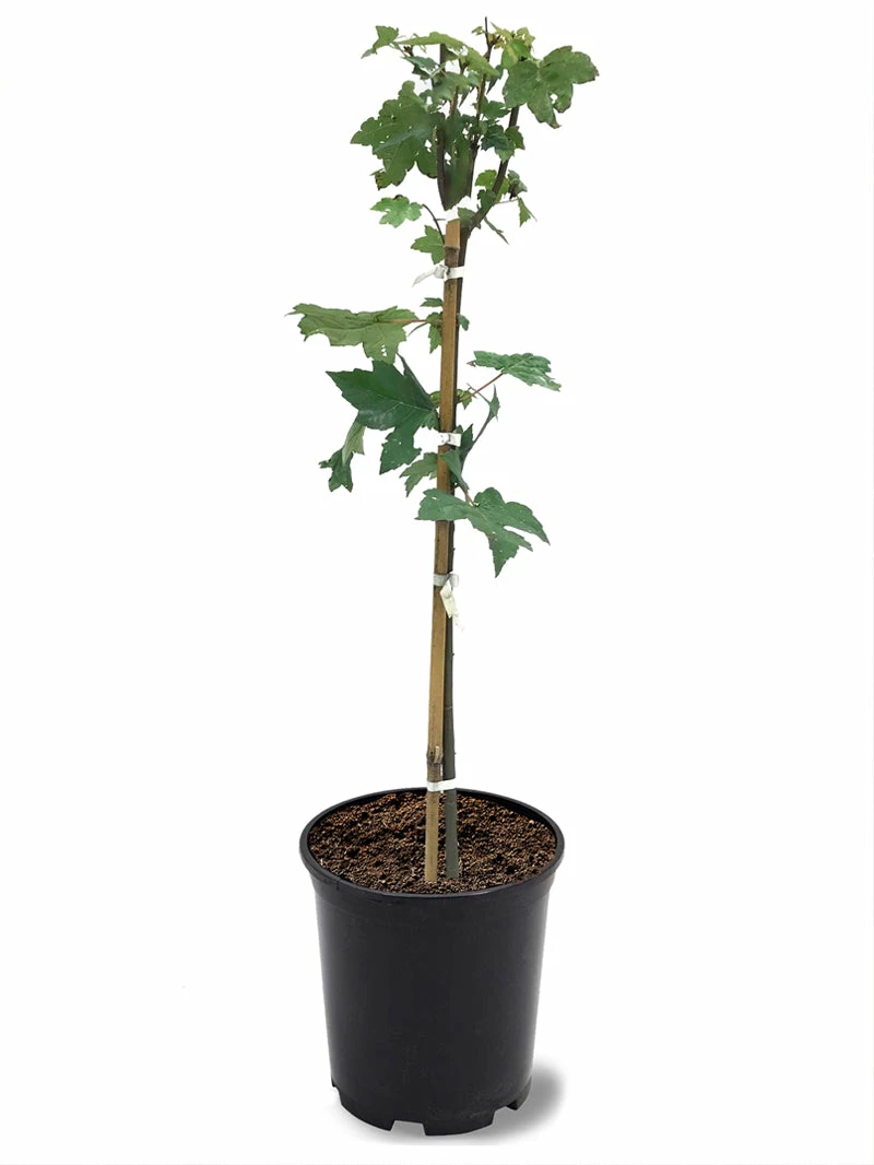 SN Maple - Autumn Blaze