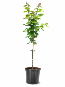 SN Maple - Autumn Blaze