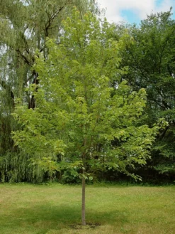 SN Maple - Autumn Blaze