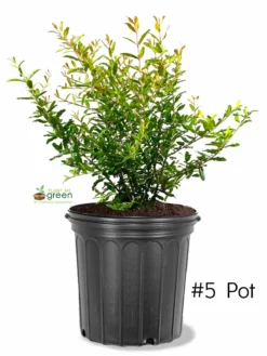 SN Pomegranate Trees - Azadi FRUIT COLLECTION