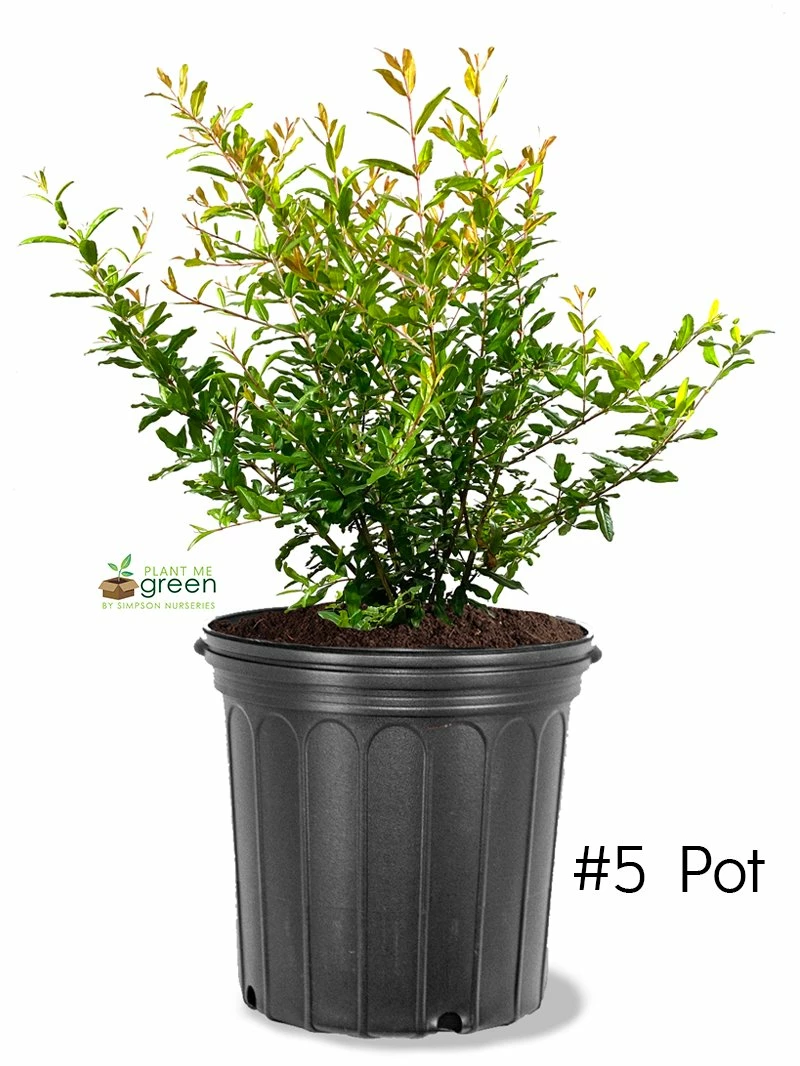 SN FRUIT COLLECTION Pomegranate Trees - Salavatski