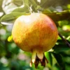 SN Pomegranate Trees - Azadi FRUIT COLLECTION