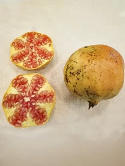 SN Pomegranate Trees - Azadi FRUIT COLLECTION